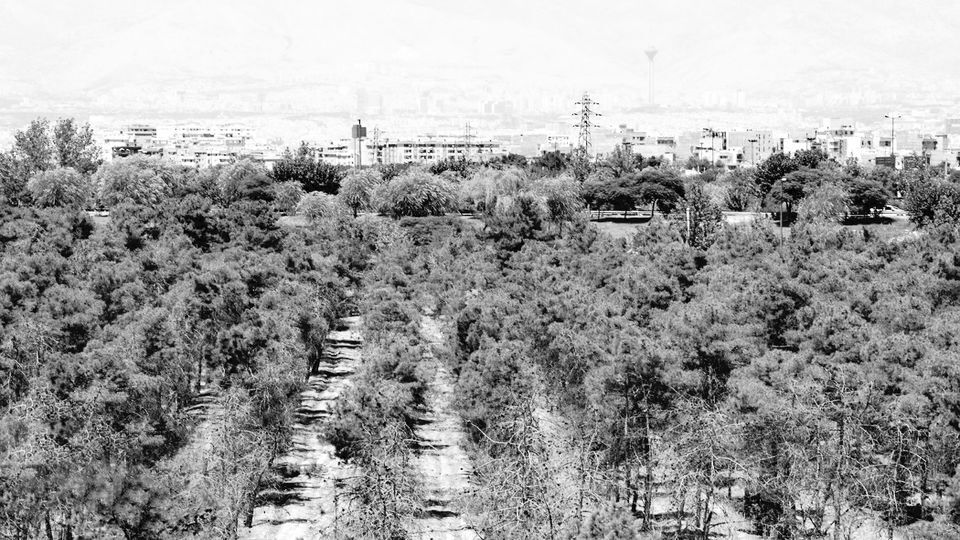 مرگ دستهجمعی درختان مرگ دستهجمعی درختان