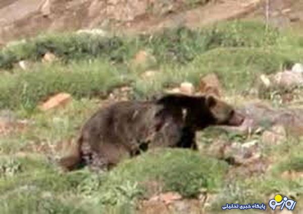 حمله خرس به یک باغدار چهاردانگهای حمله خرس به یک باغدار چهاردانگهای